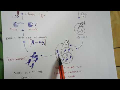 TAENIA tenia SOLIUM BY PHANINDRA GUPTHA