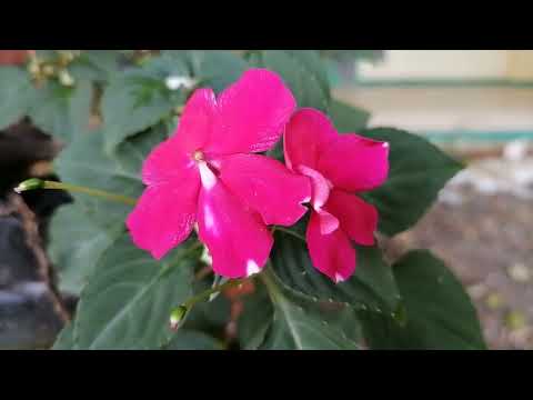 Touch Me Not I Oh Flower I RosaMaria' s Channel