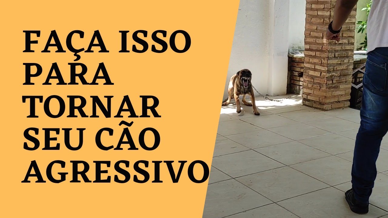 APRENDA A TREINAR SEU CÃO PARA ATACAR