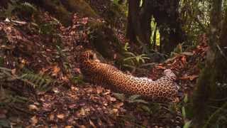 Редкий яванский леопард