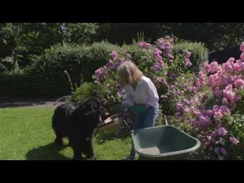 Chloe the Newfoundland Gardening Assistant and Home Help