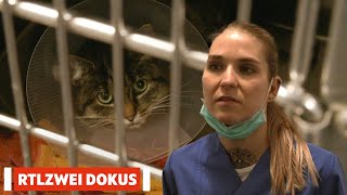 Nachtschicht als Tierärztin | Deutschland bei Nacht | RTLZWEI Dokus