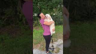 Video preview image #1 Shih Tzu Puppy For Sale in Weston, FL, USA