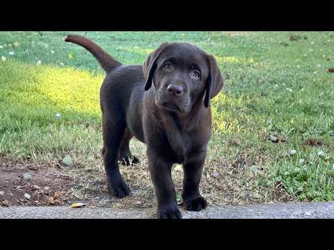 CUTEST LABRADOR PUPPY MOMENTS!! *ADORABLE*