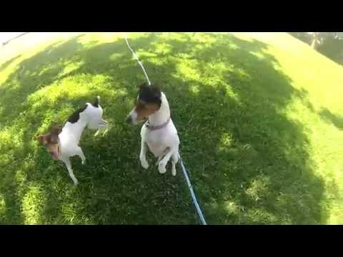 charito y tapita jugando