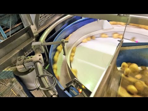 Calibratrice ottica Visar Sortop con alimentatore Revolution