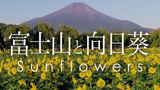 空撮 富士山と向日葵 山中湖 花の都公園 | Mt. Fuji and Sunflowers