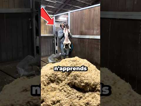 N’apprends jamais à ton chien à creuser 😱😂 #chien #shorts