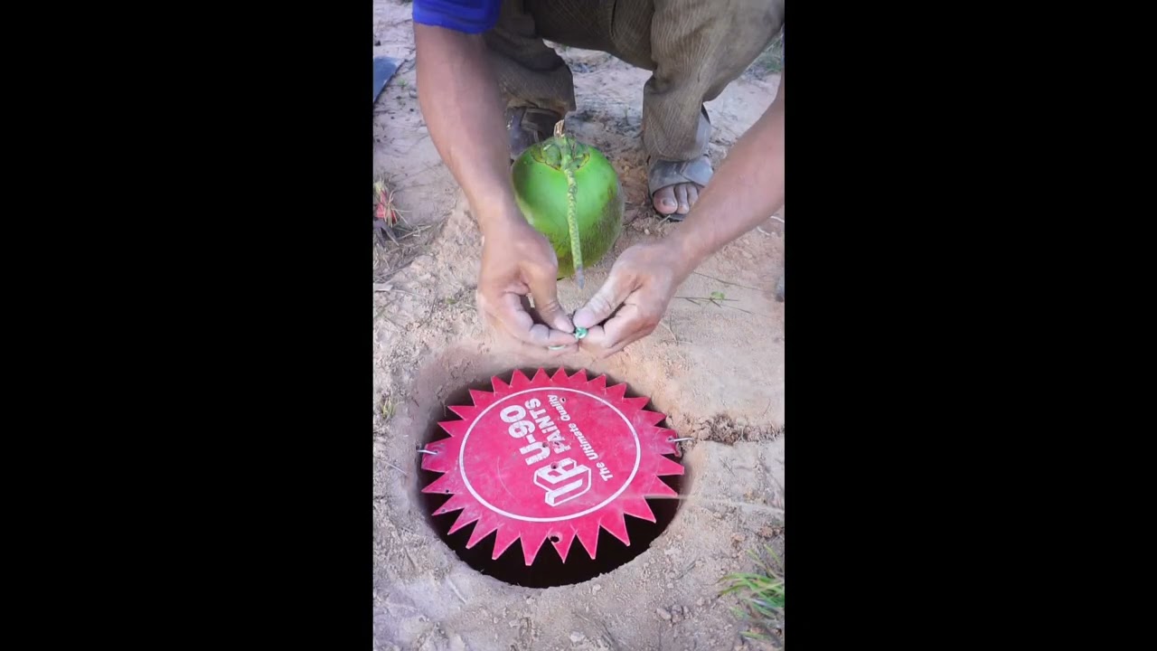 Creative Bird Trap  Plastic & Coconut - DIY Pigeon Bird Trap