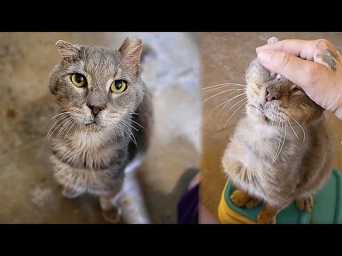 No One Wanted To Touch This Stray Cat, But That Soon Changed
