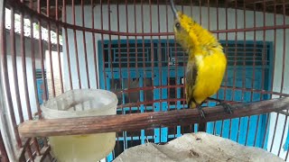 Download lagu BURUNG SOGOK ONTONG PAUD GACOR DORR|| UNTUK TERAPI SOGON BAHAN mp3