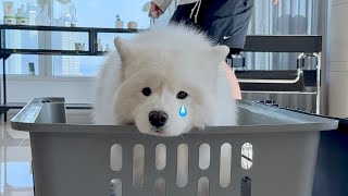 Download lagu Oh no.. I 'accidentally' broke my dog's favourite item in the house.. mp3