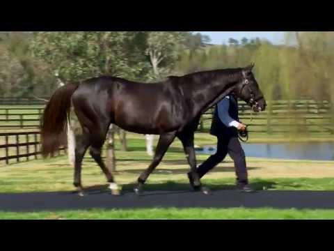 More Than Ready at Vinery 2015