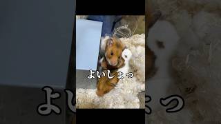 【私の推しを見てください】 #ゴールデンハムスター #ゴルハム #ハムスター #小動物 #私の推しを見て下さい