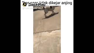 Download lagu cara supaya kalian tidak di kejar anjing mp3