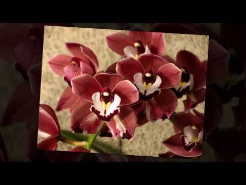orchidee cymbidium