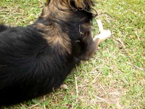 Trote Integrado do CTC 09.1: Nocaute da EEL