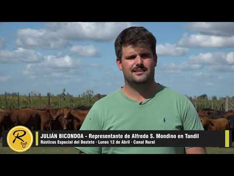 Julián Bicondoa  - Representante de Alfredo S. Mondino en Tandil  - Rústicos Especial del Destete