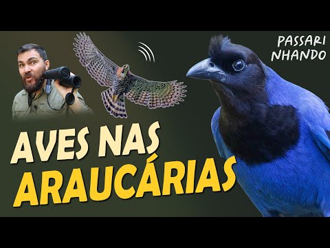 PASSARINHANDO na SERRA CATARINENSE | Águia-de-penacho, Sabiás e Muito Mais!