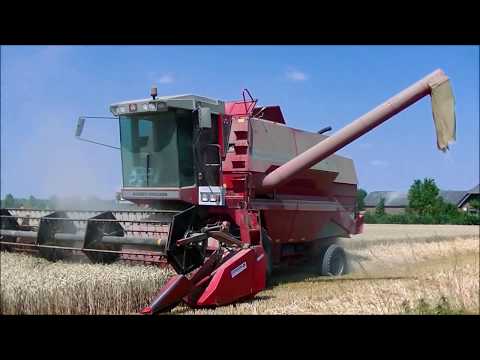 Tarwe dorsen / Wheat threshing / Weizen Dreschen / Massey Ferguson 32 / Graanoogst 2018