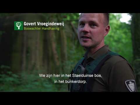 Bunkers in het Staelduinse Bos