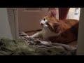 Cat Runs Upstairs To Harass Man
