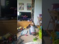 Son Jake Dances To Usher And Sesame Street Alphabet Song