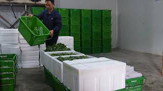 蔬菜收割下來後的流程(二)