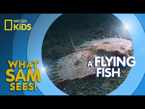 A Flying Fish | What Sam Sees