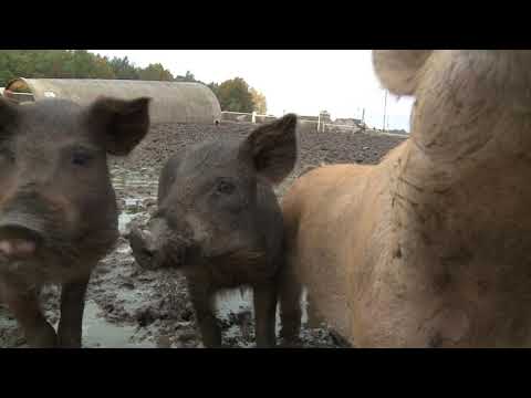 , title : 'Projekt Breed - wolnowybiegowy chów świń'