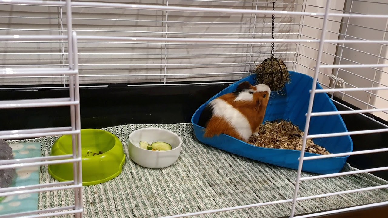 Plusy i minusy posiadania maty łazienkowej❤🐹