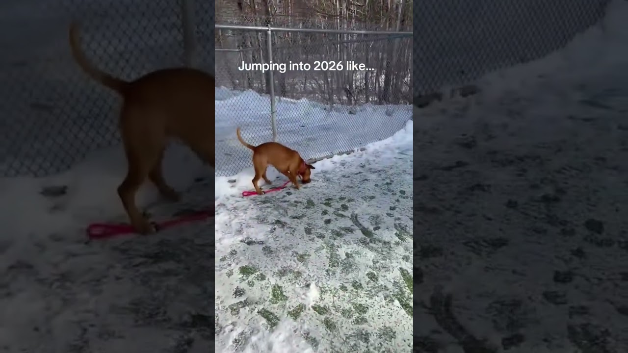 Enlarge Mickey, a ADOPTABLE Mixed Breed in Lewiston, ME video 6/6