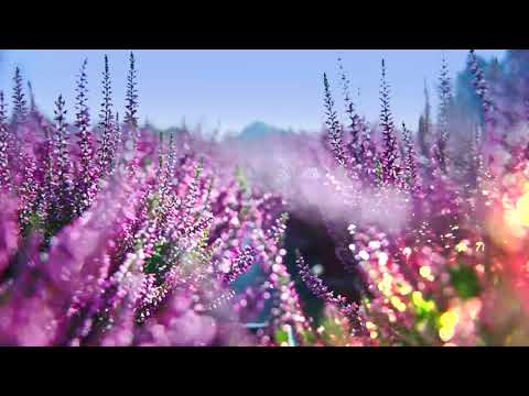 Gärtnerei Melle in Ganderkesee