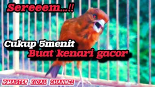 Download lagu Serem Masteran Kenari Red Brown Gacor Cor ‼️ Cocok Untuk Pancingan Kenari Paud mp3