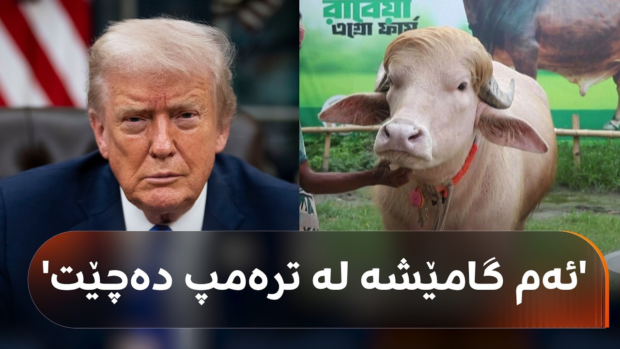 ڤیدیۆ | ئەم گامێشەی بەنگلادیش 'لە دۆناڵد ترەمپ دەچێت'؛ شاهۆ ئەمین دەڵێت: خەڵکی مەراقیانە دەستی پێدا بهێنن