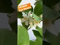 ORANGE tree flowers 🍊🐝 #shorts #spring #gardening #flowers #orange #homestead