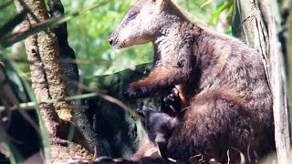 An Unexpected Bundle Of Joy At An Australia Zoo?