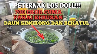 Download lagu PAKAN AYAM SUPER EXTRIM mp3