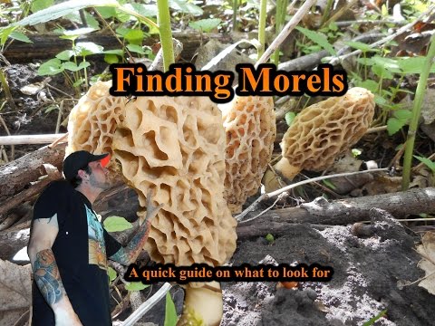 Finding Morels : Beginners guide on mushroom hunting #morel #morels #mushroomhunting