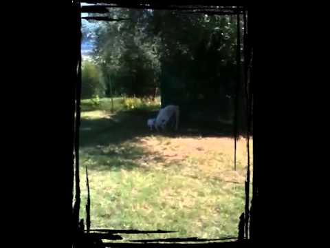 Boxer di Casa Ristori