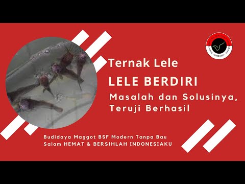 Anggota terkecil dari dimensi Anekdot tentang peningkatan anggota