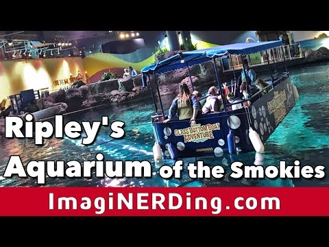 image-How much does it cost to get in the aquarium in Gatlinburg?