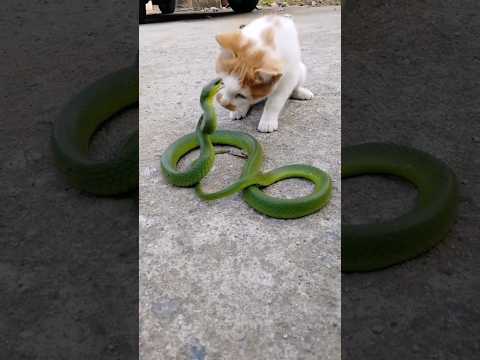 вот почему вам не стоит переживать за вашего кота во время схватки со змеёй