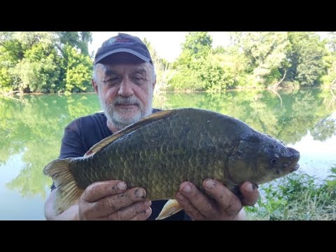 ŠEĆERAC dolazi na kraju! Krupne babuške i mrene na zrno kukuruza šećerca. Ribolov feederom na Kupi.
