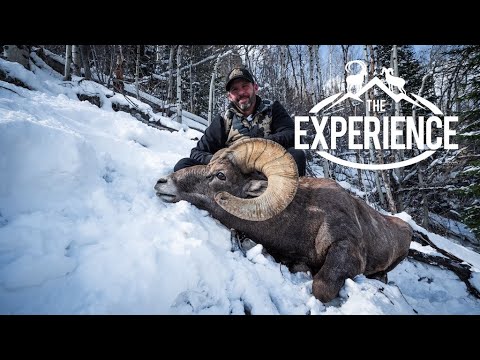 , title : 'COLORADO BIGHORN EXPERIENCE - with Aaron Derose of Dillinger River Outfitters'