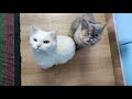 Cats Love The Roots குப்பைமேனி அக்கலிபா இண்டிகா Ca