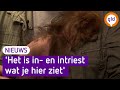 Dit is een van de chihuahua's die is gedumpt: 'In- en intriest wat je hier ziet'