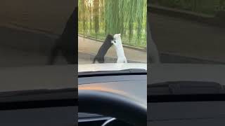 That’s going to be a VERY Expensive repair... 💸🙀 #comedy #funny #shorts 