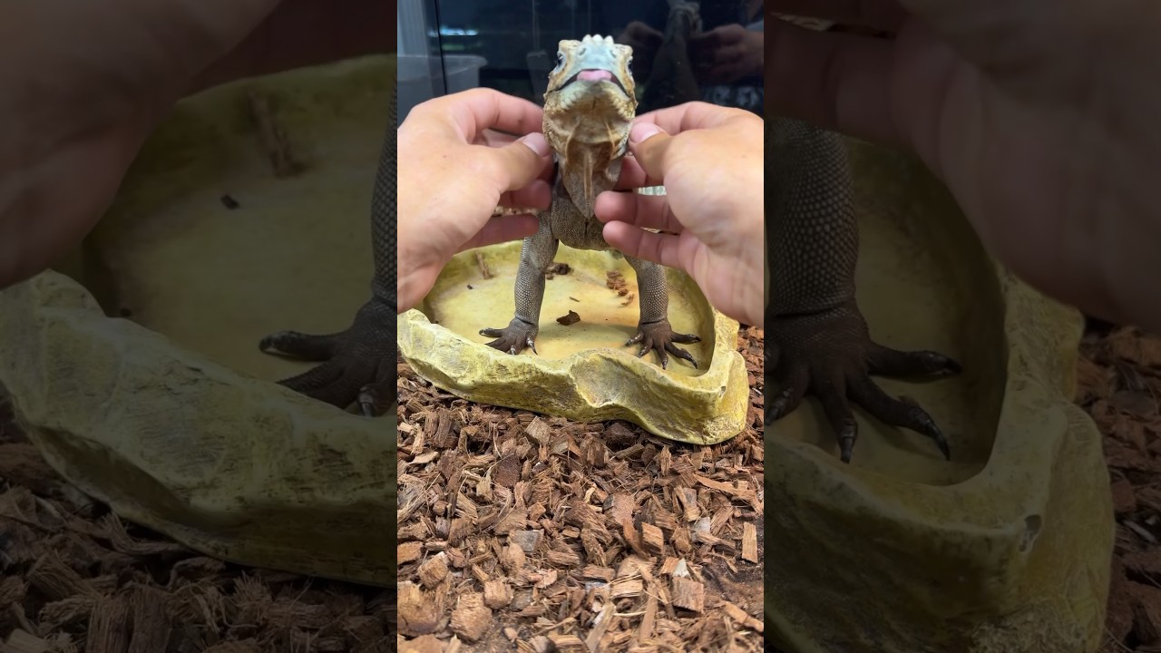 Rhino Iguna #rhinoiguana #iguana #lizard #reptile #rhinocerosiguana