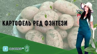 Картофель Ред Соня: отзывы, описание сорта, фото, видео, отзывы ...